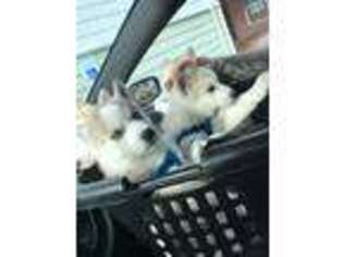 Siberian Husky Puppy for sale in Aberdeen, WA, USA