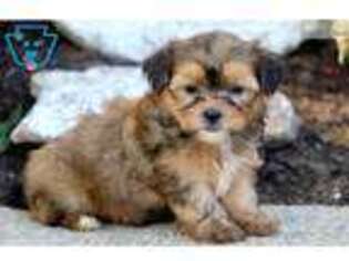Shorkie Tzu Puppy for sale in Lancaster, PA, USA