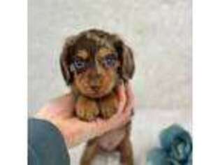 Dachshund Puppy for sale in Beaumont, TX, USA