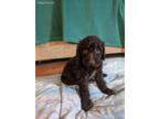Labradoodle Puppy for sale in Springboro, OH, USA