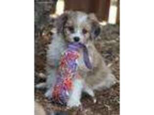 Mutt Puppy for sale in Susanville, CA, USA