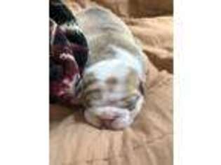 Bulldog Puppy for sale in Blairsville, PA, USA