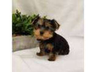 Yorkshire Terrier Puppy for sale in Rapid City, SD, USA