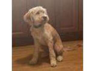 Goldendoodle Puppy for sale in Oak Lawn, IL, USA