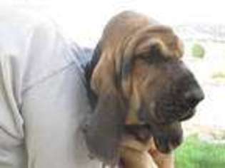 Bloodhound Puppy for sale in Gardnerville, NV, USA