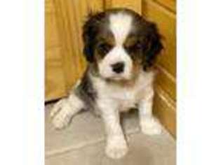 English Toy Spaniel Puppy for sale in Shepherd, MT, USA