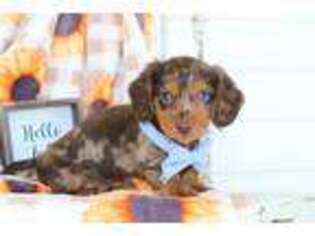 Dachshund Puppy for sale in Milford, IN, USA