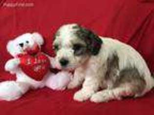 Cavachon Puppy for sale in Noblesville, IN, USA