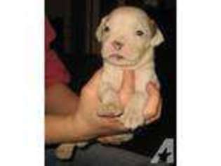 American Bulldog Puppy for sale in WILKES BARRE, PA, USA