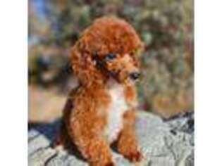 Mutt Puppy for sale in Phelan, CA, USA