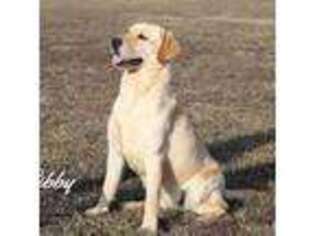 Labrador Retriever Puppy for sale in Point, TX, USA