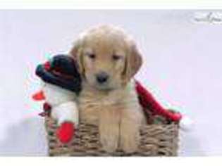 Golden Retriever Puppy for sale in Canton, OH, USA