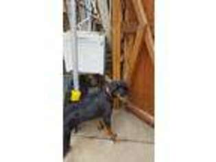 Rottweiler Puppy for sale in Garland, TX, USA