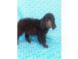 Mutt Puppy for sale in Armagh, PA, USA