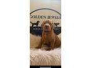 Goldendoodle Puppy for sale in Choudrant, LA, USA