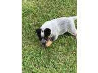 Australian Cattle Dog Puppy for sale in Hillsboro, OH, USA