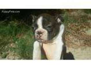 Boston Terrier Puppy for sale in Defuniak Springs, FL, USA