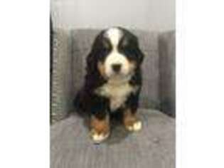 Bernese Mountain Dog Puppy for sale in Beach City, OH, USA