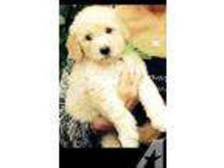Labradoodle Puppy for sale in GRASS VALLEY, CA, USA
