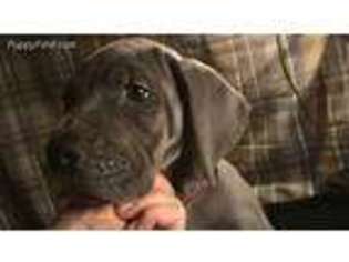Great Dane Puppy for sale in Bandon, OR, USA