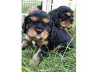 Cavalier King Charles Spaniel Puppy for sale in Felton, PA, USA