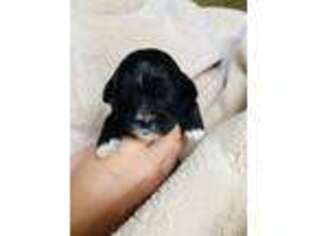 Shih-Poo Puppy for sale in Sebring, FL, USA