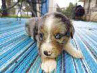 Miniature Australian Shepherd Puppy for sale in Boerne, TX, USA