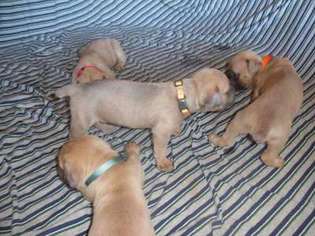 Cane Corso Puppy for sale in Garysburg, NC, USA