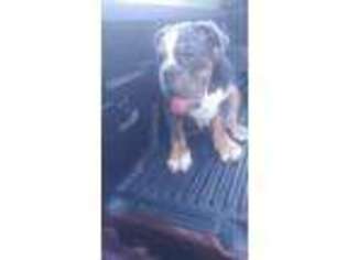 Bulldog Puppy for sale in Newnan, GA, USA