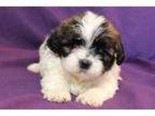 Shih-Poo Puppy for sale in Clarkson, KY, USA
