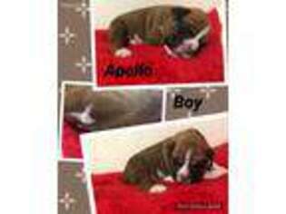Boxer Puppy for sale in Tahlequah, OK, USA