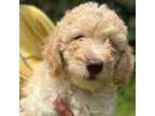 Goldendoodle Puppy for sale in Haslet, TX, USA