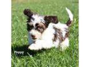 Havanese Puppy for sale in West Winfield, NY, USA