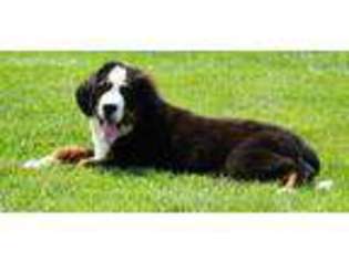 Bernese Mountain Dog Puppy for sale in Millersburg, IN, USA