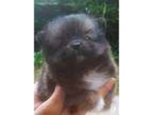Pomeranian Puppy for sale in Lenoir, NC, USA