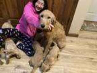 Labradoodle Puppy for sale in Effingham, IL, USA