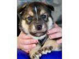 Native American Indian Dog Puppy for sale in Andreas, PA, USA
