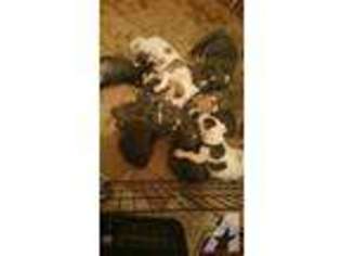 Mutt Puppy for sale in RADCLIFF, KY, USA