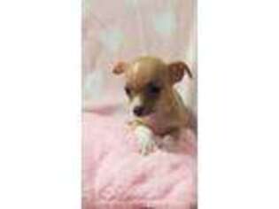 Chihuahua Puppy for sale in Cape Coral, FL, USA