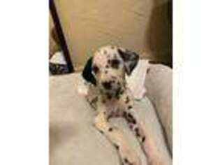 Dalmatian Puppy for sale in Kissimmee, FL, USA