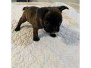 French Bulldog Puppy for sale in Pangburn, AR, USA