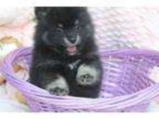 Pomeranian Puppy for sale in Sherwood, AR, USA