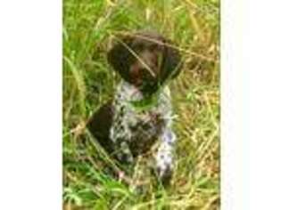 German Shorthaired Pointer Puppy for sale in Melbourne, FL, USA