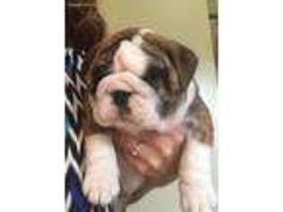 Bulldog Puppy for sale in Farmville, VA, USA