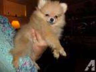 Pomeranian Puppy for sale in DAYTON, OH, USA