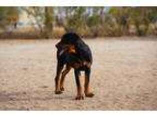 Rottweiler Puppy for sale in Maricopa, AZ, USA