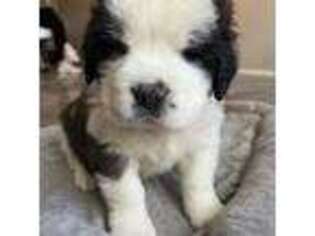 Saint Bernard Puppy for sale in Rushville, IN, USA