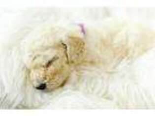 Goldendoodle Puppy for sale in Sloan, IA, USA