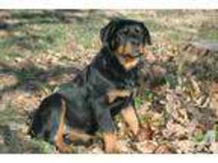 Rottweiler Puppy for sale in BENTONVILLE, AR, USA