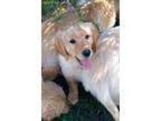 Golden Retriever Puppy for sale in Nunn, CO, USA